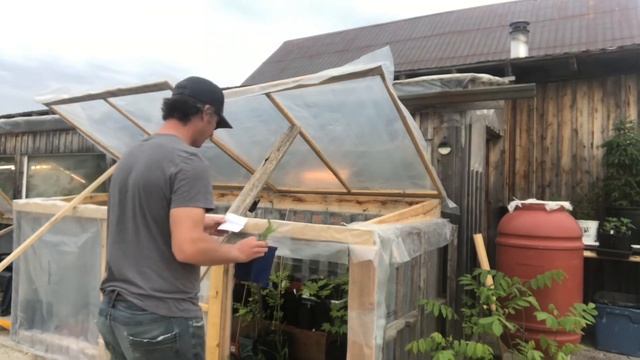 Long awaited Seedling Stratification Update Video смотреть онлайн