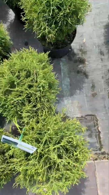 Сад начинается с ЁЛЫ ПАЛЫ смотреть онлайн