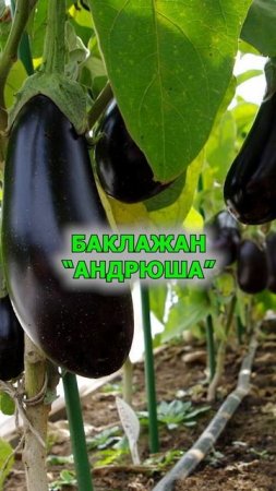 Шесть лучших баклажанчиков для дачи