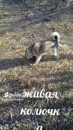 Собака нашла ёжика.
