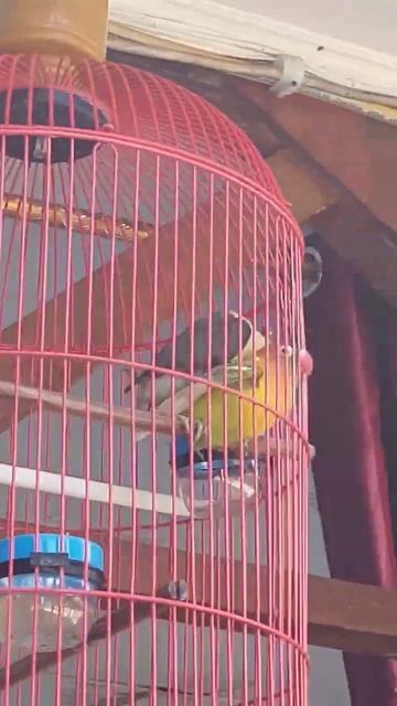 lovebird kawin смотреть онлайн