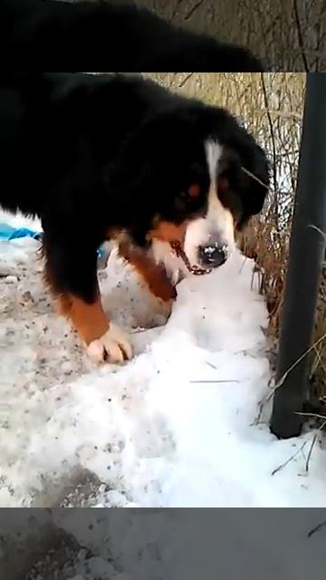 Боня. Аренда животных. Животные для съемок , фото сессий и мероприятий 8-929-530-21-78 смотреть онлайн