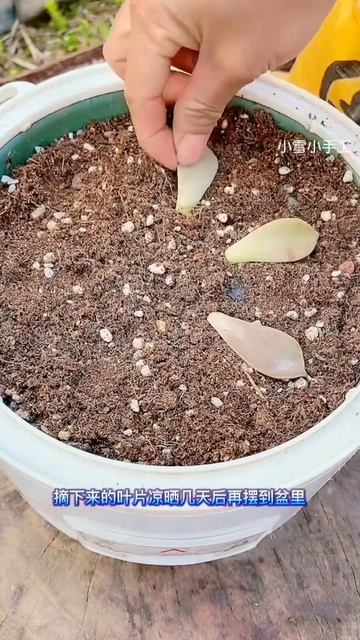 Achieve inner peace and stress relief with these flower gardening tips at home Ep 37 смотреть онлайн