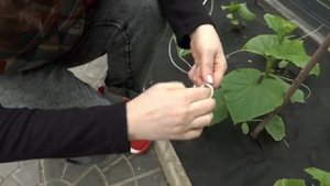 РАССКАЖУ КАК ПРАВИЛЬНО ПОДВЯЗАТЬ ОГУРЦЫ!