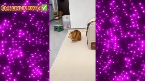 Смешные коты Подборка #11 / Забавные видео про домашних животных/ Смотреть приколы про котиков 2025