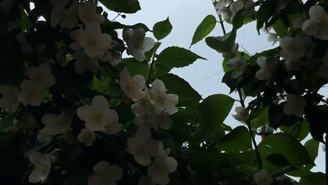 2020 Большой влог: Замки. Тусовки. Концерты. смотреть онлайн