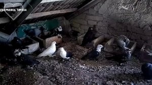 Голуби. Дикарь бьётся за место с домашним голубем. 12.10.2021г.