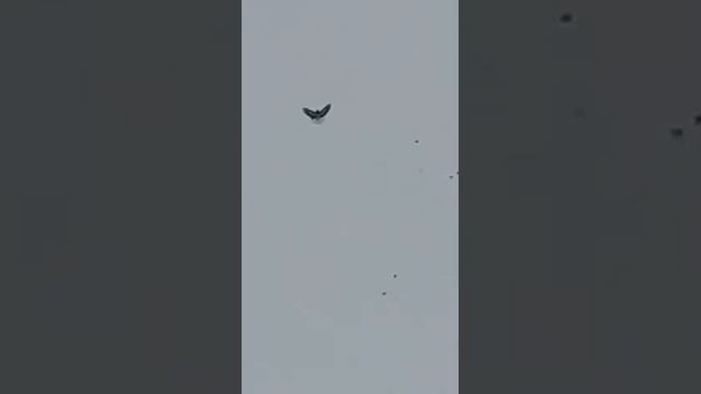 голуби.моего.друга.Александра.с.Таловое.Воронежской.обл. смотреть онлайн