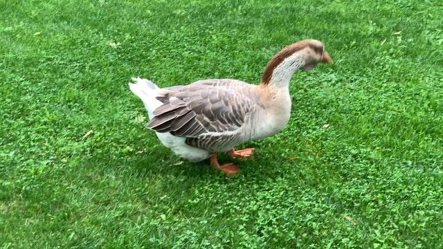 GEOSE NIPPING THE GRASS смотреть онлайн