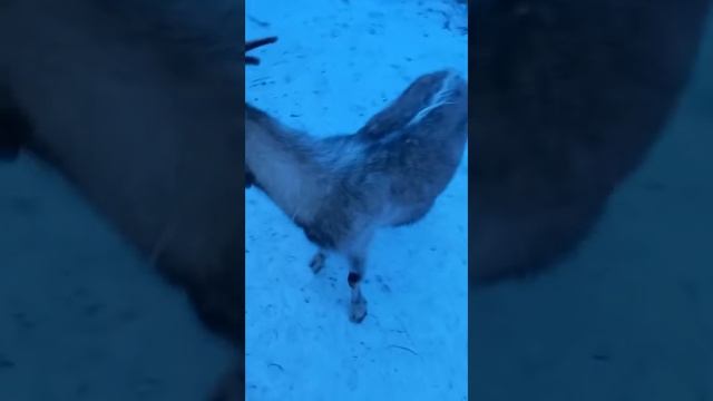 коза по имени Валюта делает акробатические трюки . смотреть онлайн