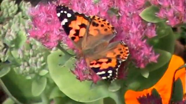 Butterfly - Painted Lady смотреть онлайн