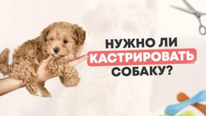 Стерилизация собак - Правда которую должен знать каждый владелец!