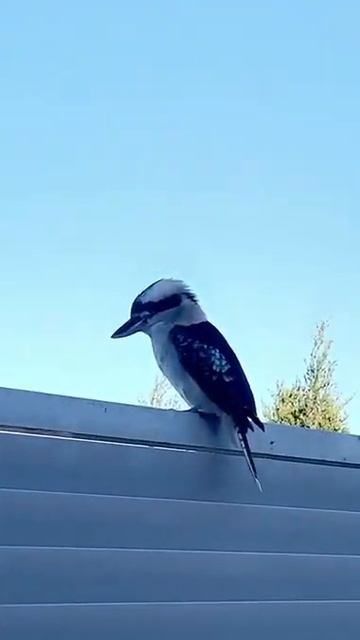 Kookaburra And Cockatoo Buddies смотреть онлайн