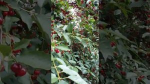 Вишня Дебрецені Ботермо