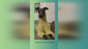 НеШуточная клятва левретки.