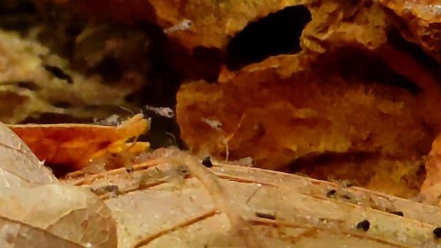 Apistogramma Baenschi Inka 50 fry смотреть онлайн