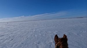 Охота на косулю с Тазы. Тазымен елікке аңшылық