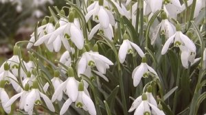 Фантазёрка