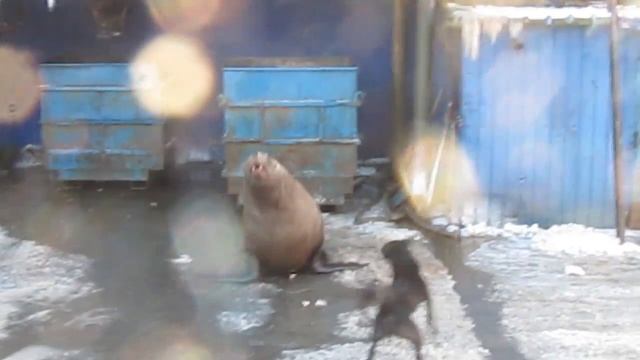 Весь кайф обломали   ! смотреть онлайн