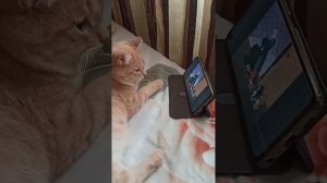 МУРКА СМОТРИТ МУЛЬТИК 😊