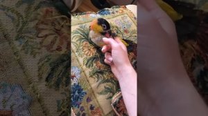 Каик попугай играется