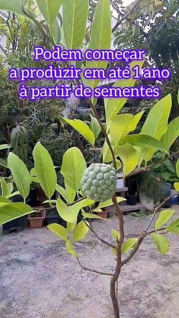 Fruta do conde por semente, com 1,3 anos #frutasexoticas #plantaseflores #frutíferas смотреть онлайн
