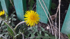 Карантинный фильм