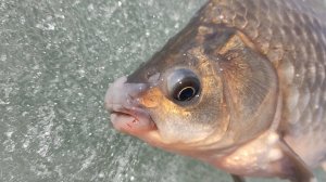 Карась с болячками на озере Комкуль