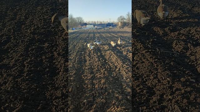 Доброе утро из деревни🏡 Рыжий кот Фокс🐱 хозяюшка Лапа, гуси 🪿 на прогулке, собрал гусиные яйца🥚