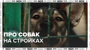 Милонов о бездомных собаках на стройках — Москва 24