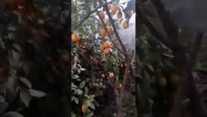 Лимонария Узбекистан Китоб