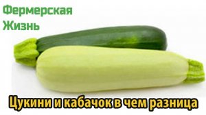 Цукини и кабачок в чем разница