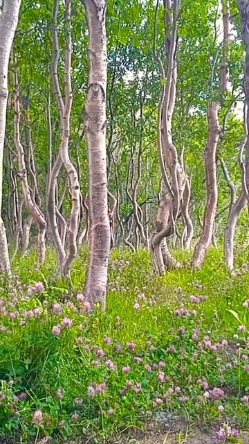 Танцующий лес Заполярья| #respect #travel #russia #заполярье #арктика #shortvideo #танцующийлес смотреть онлайн