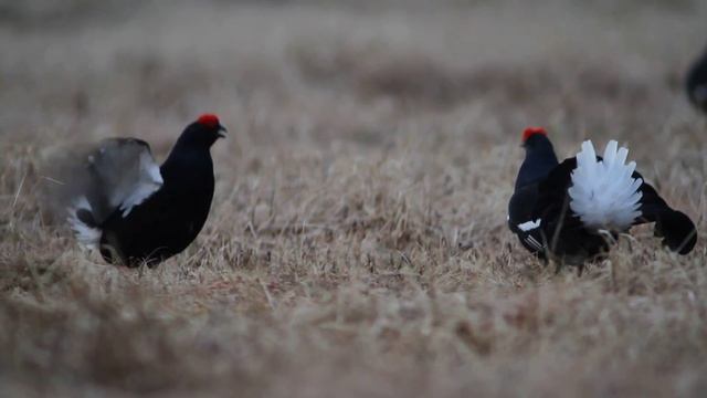Тетерев на току. Black Grouse. смотреть онлайн