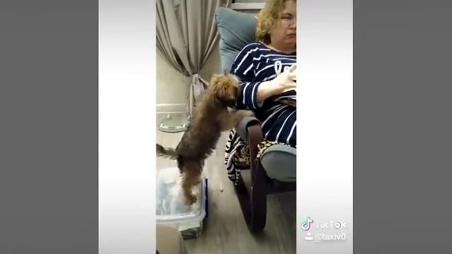 Коты против собак(3) смотреть онлайн