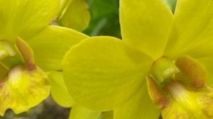 П-3. Ч-2.Посадка орхидей с третьей посылки.