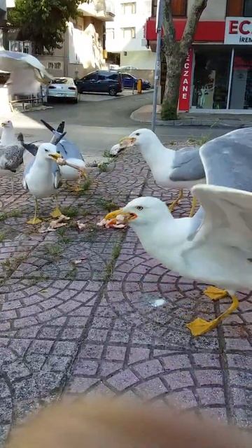 ЧАЙКА В ДЕЛЕ смотреть онлайн