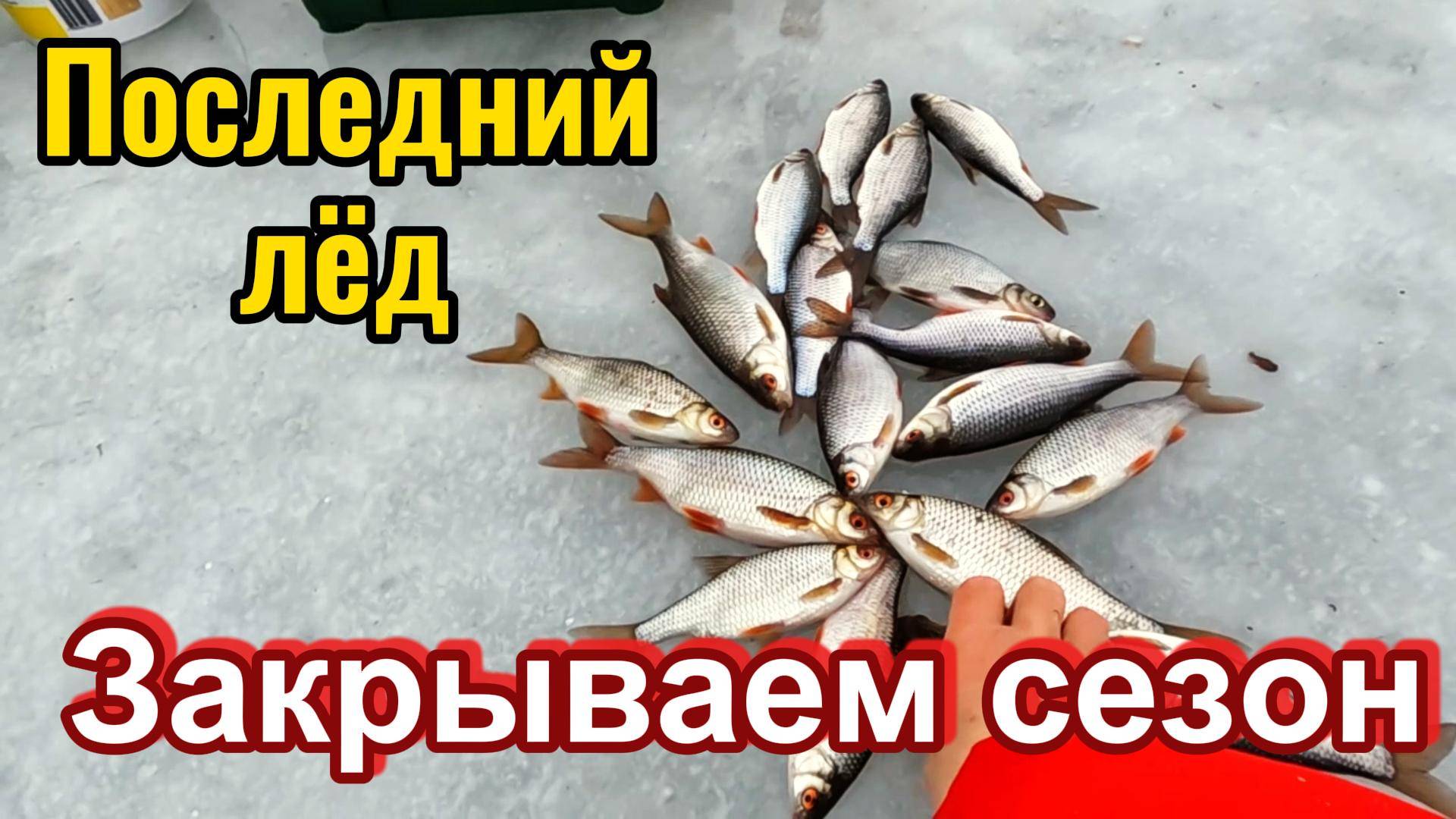 Очередная удачная рыбалка.  В активе крупная плотва, щука и налим.