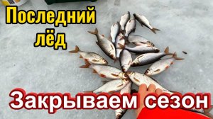 Очередная удачная рыбалка.  В активе крупная плотва, щука и налим.