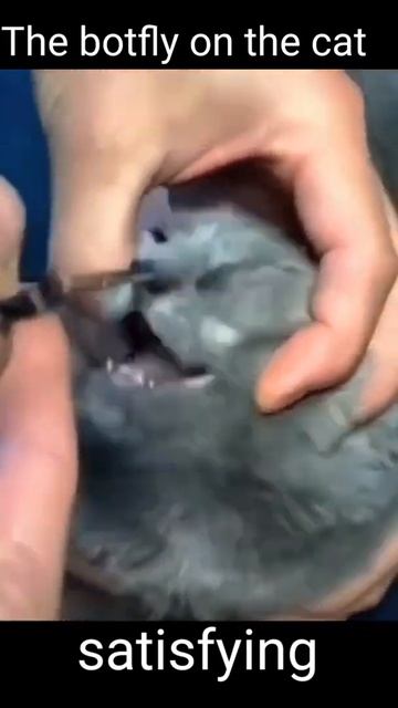 Botfly Removal from the poor|episode 1| #botflyremoval #viral 2 смотреть онлайн