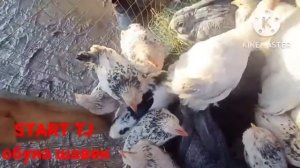 мург бозори нохияй Ёвон нархи индук дакан мург харгуш