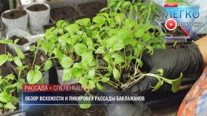 Оценим всхожесть разных семян баклажанов через 20 дней после посева, пикируем переросшую рассаду.