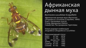 Африканская дынная муха