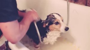 Правила мытья собаки: демонстрация на корги кардигане 🧼🐾