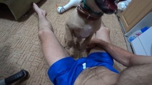 Как Пэкс кусался. Воспитание собаки.