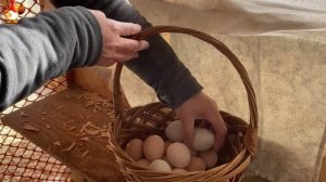 Идеальное птицеводство достойно восхищения 🐓🦆🦢🦚🦃🐔 эпизод (132)