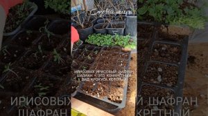 Почему бархатцы называют шафранами?🌿