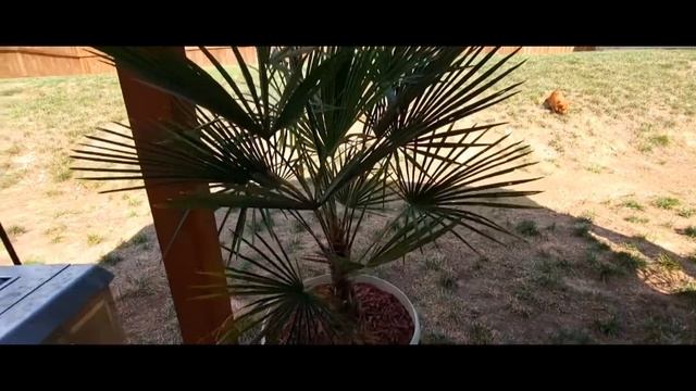 Garden Tour Back Patio смотреть онлайн