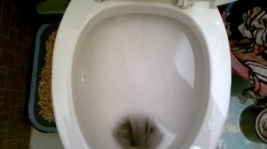 Потрясающее зрелище (Смыв воды в белоснежном унитазе)