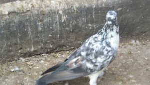 Мои   типплеры